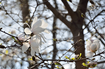 In the park, in the garden spring sunny day, magnolia blooms.