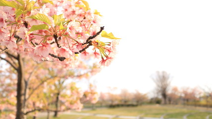 桜咲く春の戸田川緑地