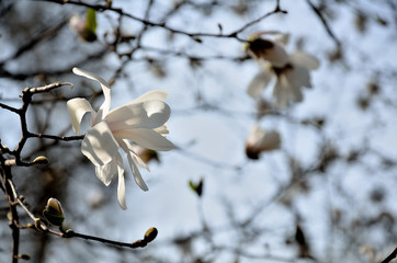 In the park, in the garden spring sunny day, magnolia blooms.