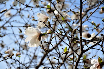 In the park, in the garden spring sunny day, magnolia blooms.