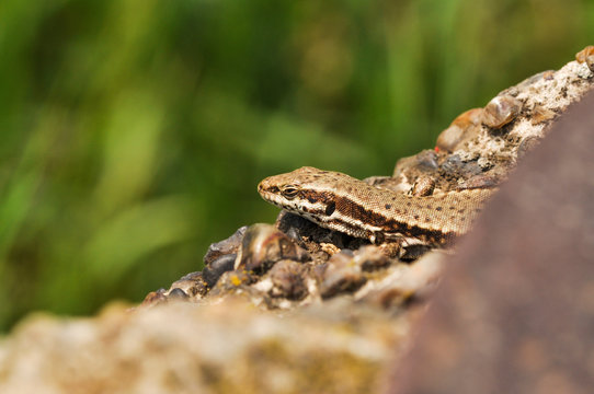 รูปภาพLeiocephalus เลือกดูภาพถ่ายสต็อก เวกเตอร์ และวิดีโอ232 Adobe