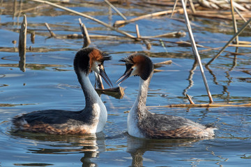 Crested Grebe The graceful Great Crested Grebe is a familiar sight on our lakes and reservoirs, and is well-known for its elaborate courtship dance,