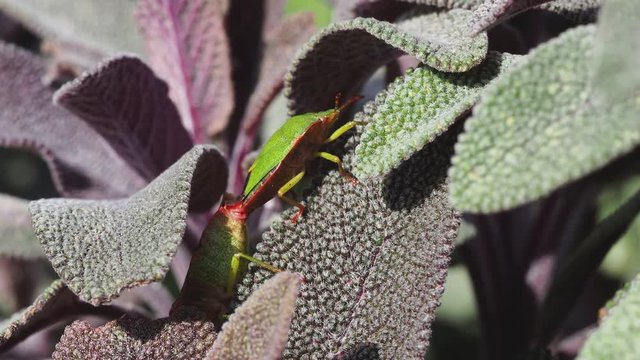 Green shield bug mating on a Sage  - Palomena prasina