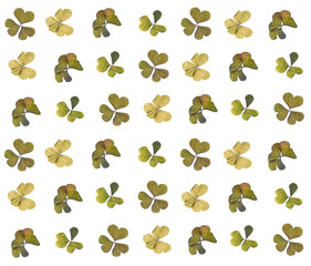 Fototapeta premium flat pressed dried flower pattern isolated on white background