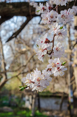 Flowering branches of fruit tree. Apricot.