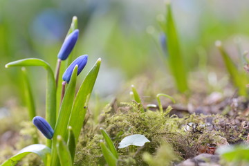 Blaustern Knospen