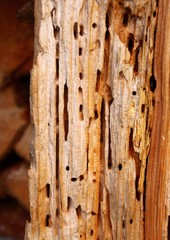 HOLZSCHÄDLING  wurmlöcher