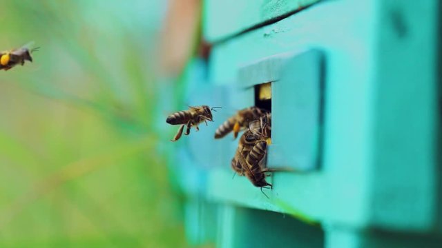 Honey bees flying around wooden beehives