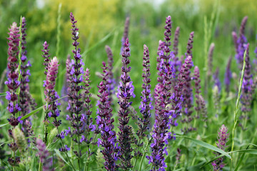Meadow with wild sage. Flowers close up.