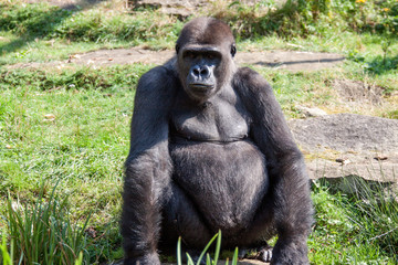 Black lowland gorilla in various postures