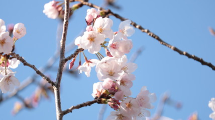 春空に咲く桜 荒子川公園
