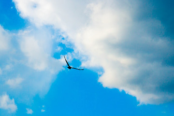 Eagle flying in the sky