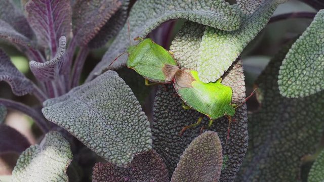 Green shield bugs mating on a Sage  - Palomena prasina 