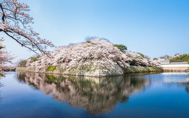 彦根城　中堀の満開桜