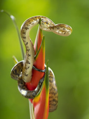 Corallus annulatus is a non-venomous boa species found in Central and South America. Three...