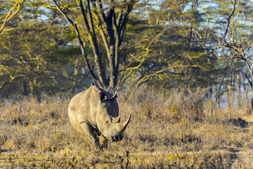 Huge gorgeous white rhino