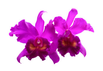 Purple-red Cattleya orchid, isolated on white background.