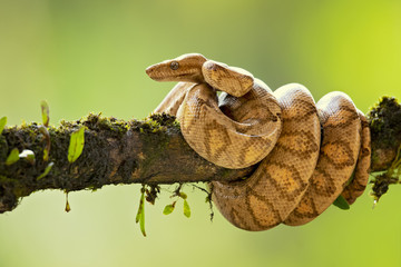 Corallus annulatus is a non-venomous boa species found in Central and South America. Three subspecies are currently recognized, including the nominate subspecies described here