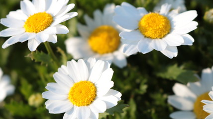 春に咲くマーガレット 荒子川公園