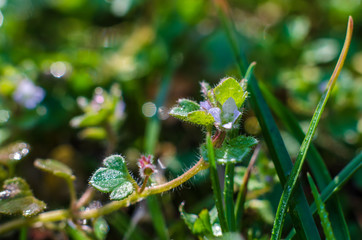 The first spring flowers.