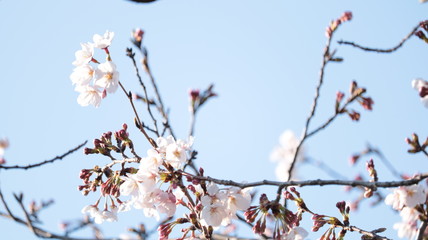 春空に咲く桜 荒子川公園