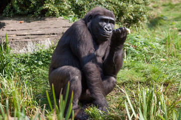 Black lowland gorilla in various postures