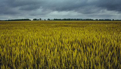 Fototapeta premium Fields landscape in summer sunset and sunrise