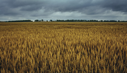Fields landscape in summer sunset and sunrise