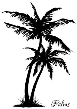 Two black silhouettes of palm trees. Vector illustration.