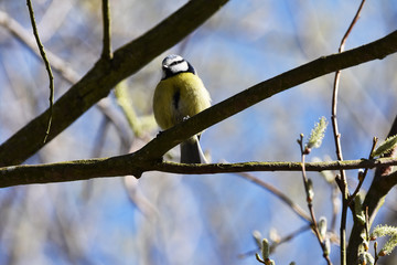blue tit on branch 