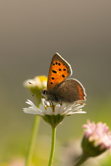 Orange butterfly close up.