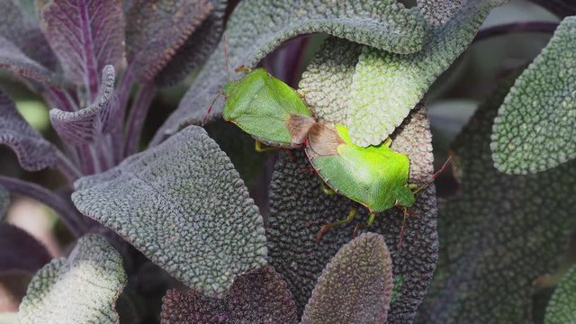 Green shield bugs mating on a Sage  - Palomena prasina 