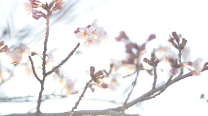 春の空に咲く桜　戸田川緑地