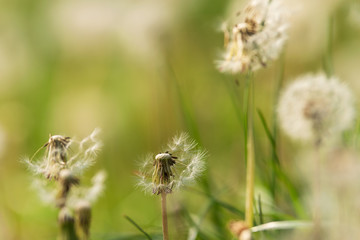 Close up of dandelions in meadow.