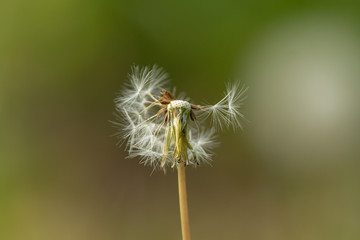 Close up of dandelion nature background