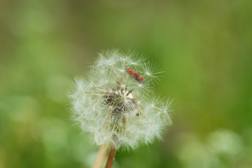 Close up of dandelion nature background