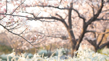 ユキヤナギと桜咲く春の戸田川緑地