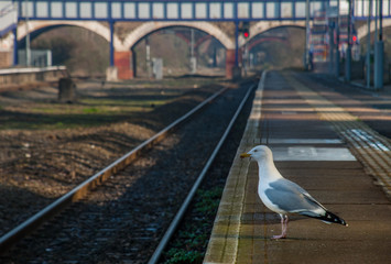 One bird standing at train station platform.
