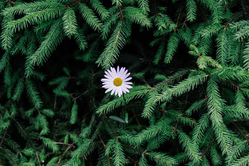 White daisy in the forest on the background of green branches of spruce. Beautiful natural background with free space.