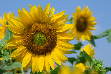 Fototapeta premium Sunflower in sunrise at flower garden with bee