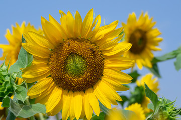 Fototapeta premium Sunflower in sunrise at flower garden with bee