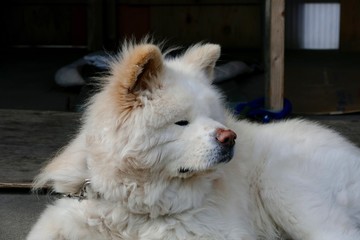 《わさお》青森県鰺ヶ沢町