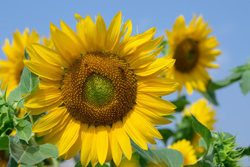 Fototapeta premium Sunflower in sunrise at flower garden with bee