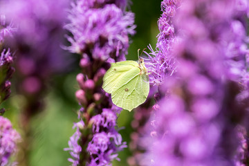 Liatris spicata purple flower in bloom, ornamental flowering plant, Gonepteryx rhamni butterfly