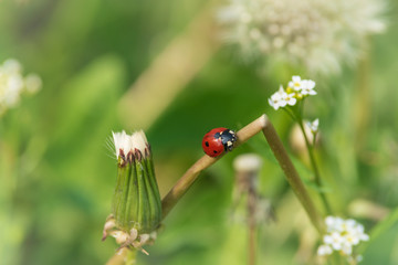 Nature background ladybug.