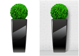 Bush plant in modern black pot