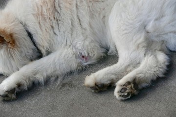 Fototapeta premium 《わさお》青森県鰺ヶ沢町