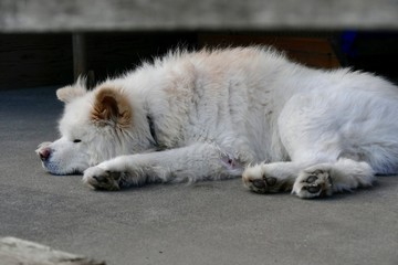 《わさお》青森県鰺ヶ沢町