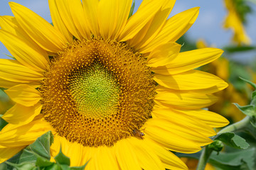 Naklejka premium Sunflower in sunrise at flower garden with bee