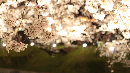 山崎川の桜まつり ライトアップ